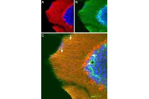 Expression of GRIA3 (GluR3) in mouse cerebellum - Immunohistochemical staining of frozen perfusion-fixed free floating sections of mouse cerebellum using Anti-GluR3 (GluA3) (extracellular) Antibody (ABIN7043222, ABIN7044338 and ABIN7044339).