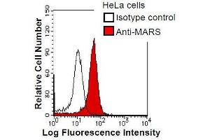 HeLa cells were fixed in 2% paraformaldehyde/PBS and then permeabilized in 90% methanol.