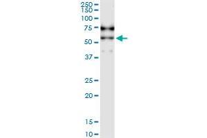 Immunoprecipitation of SIGLEC6 transfected lysate using anti-SIGLEC6 MaxPab rabbit polyclonal antibody and Protein A Magnetic Bead , and immunoblotted with SIGLEC6 purified MaxPab mouse polyclonal antibody (B01P) .