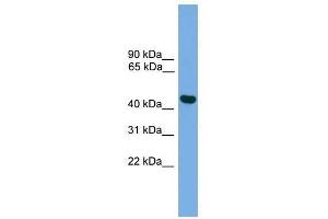 BRF2 antibody used at 0. (BRF2 anticorps  (Middle Region))