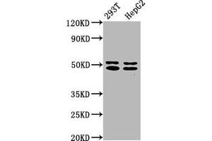 Western Blot Positive WB detected in: 293T whole cell lysate, HepG2 whole cell lysate All lanes: TRNT1 antibody at 5 μg/mL Secondary Goat polyclonal to rabbit IgG at 1/50000 dilution Predicted band size: 51, 48, 7 kDa Observed band size: 51, 48 kDa (Trnt1 anticorps  (AA 128-293))