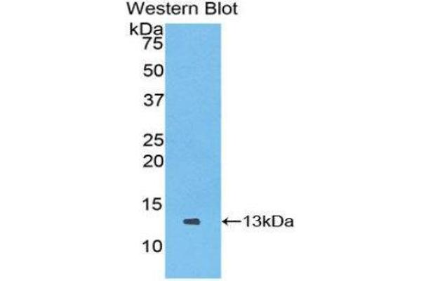 XCL1 anticorps  (AA 27-107)