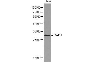 Western blot analysis of extracts of HeLa cells, using RAD1 antibody (ABIN5970410). (RAD1 anticorps)