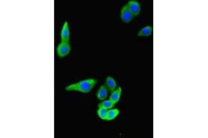 Immunofluorescent analysis of HepG2 cells using ABIN7166537 at dilution of 1:100 and Alexa Fluor 488-congugated AffiniPure Goat Anti-Rabbit IgG(H+L) (FAT4 anticorps  (AA 4658-4862))