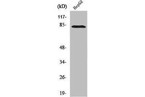 Western Blot analysis of HepG2 cells using RBAK Polyclonal Antibody (RBAK anticorps  (N-Term))