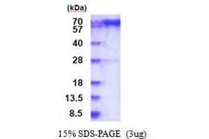 SDS-PAGE (SDS) image for Prolyl Endopeptidase (PREP) (AA 1-710) protein (His tag) (ABIN6387487)