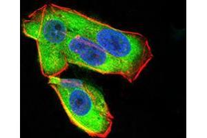 Immunofluorescence analysis of Hela cells using UCP2 mouse mAb (green).