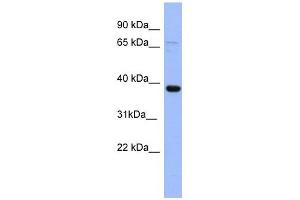 IER5 antibody used at 1 ug/ml to detect target protein. (IER5 anticorps  (N-Term))