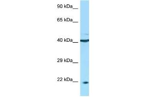 WB Suggested Anti-TNFRSF13C Antibody Titration: 1. (TNFRSF13C anticorps  (C-Term))