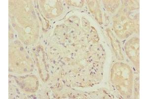 Immunohistochemistry of paraffin-embedded human kidney tissue using ABIN7148059 at dilution of 1:100