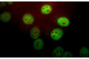 HeLa cells stained with PIN1 antibody (1:1,000 dilution, green) and monoclonal to fibrillarin, 38F3 (red). (PIN1 anticorps)