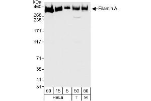 Western Blotting (WB) image for anti-Filamin A, alpha (FLNA) (AA 2597-2647) antibody (ABIN7454721)