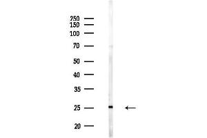 Western blot analysis of lysates from Mouse liver, using CDC26 Antibody at 1/1000 dilution.