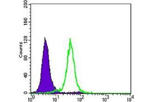 Flow cytometric analysis of Hela cells using CCNB1 mouse mAb (green) and negative control (purple).