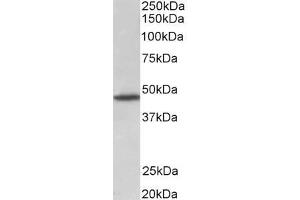 ABIN870698 (1µg/ml) staining of Rat Brain lysate (35µg protein in RIPA buffer). (GPR83 anticorps  (AA 59-71))