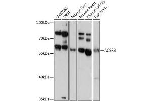 Western blot analysis of extracts of various cell lines, using  antibody (ABIN6131462, ABIN6136454, ABIN6136455 and ABIN6217879) at 1:3000 dilution.
