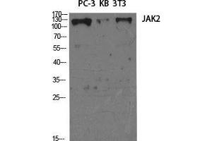 Western Blot (WB) analysis of specific cells using JAK2 Polyclonal Antibody.