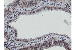 Image no. 2 for anti-Mitochondrial Intermediate Peptidase (MIPEP) (AA 174-516) antibody (ABIN1491016)