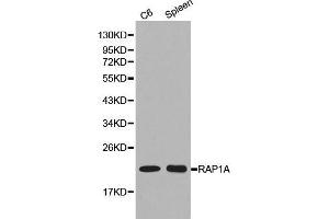 Western blot analysis of C6 cell and spleen cell lysate using RAP1A antibody.