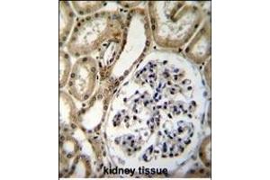 BRUNOL6 Antibody (N-term) (ABIN655660 and ABIN2845132) immunohistochemistry analysis in formalin fixed and paraffin embedded human kidney tissue followed by peroxidase conjugation of the secondary antibody and DAB staining.