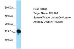 Image no. 1 for anti-Ribosomal Protein L18a (RPL18A) (C-Term) antibody (ABIN6749890) (RPL18A anticorps  (C-Term))