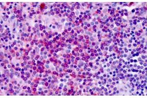 Anti-GPR30 antibody IHC staining of human spleen.