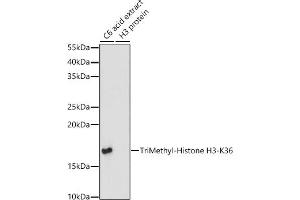 Western blot analysis of extracts of various cell lines, using TriMethyl-Histone H3-K36 antibody (ABIN3016038, ABIN3016039, ABIN3016040, ABIN1680217 and ABIN6219525) at 1:1000 dilution.