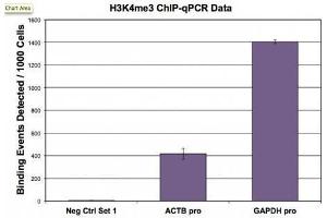 Histone H3 trimethyl Lys4 antibody (pAb) tested by ChIP. (Histone 3 anticorps  (H3K4me3))