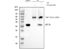 Immunoprecipitating (IP) Bcl-XL in A549 whole cell lysate. (BCL2L1 anticorps  (AA 1-219))