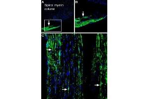 Expression of Periaxin in rat peripheral nerveImmunohistochemical staining of free floating frozen rat peripheral nerve sections using Anti-Periaxin Antibody (ABIN7043432, ABIN7044712 and ABIN7044713), (1:600). (Periaxin (PRX) Peptide)