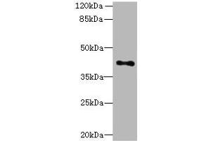 Western blot All lanes: HTR1E antibody at 3. (Serotonin Receptor 1E anticorps  (AA 203-291))