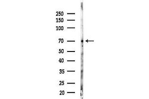 Western blot analysis of lysates from 293 cells(LPS 4h treatment), using TLR3 Antibody at 1/1000 dilution.