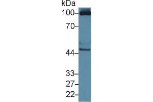 Western Blot; Sample: Human HepG2 cell lysate; Primary Ab: 3µg/ml Rabbit Anti-Mouse RAGE Antibody Second Ab: 0.