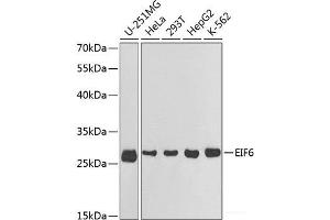 Western blot analysis of extracts of various cell lines using EIF6 Polyclonal Antibody at dilution of 1:1000. (EIF6 anticorps)