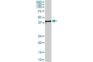 CD48 MaxPab polyclonal antibody.