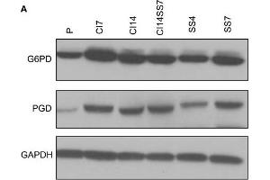 PPP enzymes are induced and the fraction of GSH is enhanced in quiescent fibroblasts.