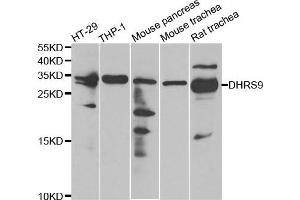 Western Blotting (WB) image for anti-Dehydrogenase/reductase (SDR Family) Member 9 (DHRS9) antibody (ABIN1980340) (DHRS9 anticorps)