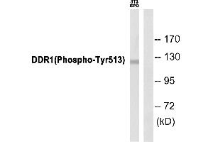 Western blot analysis of extracts from 3T3 cells, using DDR1 (Phospho-Tyr513) Antibody. (DDR1 anticorps  (pTyr513))