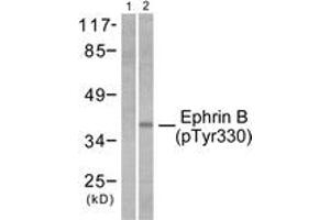 Western blot analysis of extracts from 293 cells treated with TNF-a 20ng/ml 30', using EFNB1/2 (Phospho-Tyr330) Antibody. (EFNB1/2 (AA 284-333), (pTyr330) anticorps)
