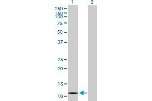 Western Blot analysis of VPREB3 expression in transfected 293T cell line by VPREB3 MaxPab polyclonal antibody. (VPREB3 anticorps  (AA 1-123))