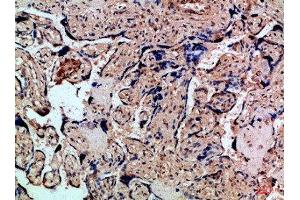 Immunohistochemical analysis of paraffin-embedded Human-placenta, antibody was diluted at 1:100 (CXCR1 anticorps  (AA 1-50))