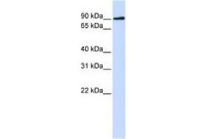 Image no. 1 for anti-DNA Cross-Link Repair 1C (DCLRE1C) (N-Term) antibody (ABIN6741095) (DCLRE1C anticorps  (N-Term))