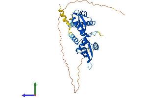 AlphaFold protein structure predicition of Human Recombinant MAGEA8 Protein, UniprotID P43361