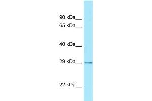 WB Suggested Anti-CDX2 Antibody Titration: 0. (CDX2 anticorps  (Middle Region))
