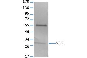 Image no. 1 for anti-Tumor Necrosis Factor (Ligand) Superfamily, Member 15 (TNFSF15) antibody (ABIN3071878) (TNFSF15 anticorps)