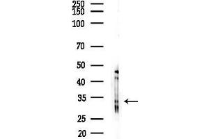 anti-Collectin Sub-Family Member 11 (COLEC11) (C-Term) antibody