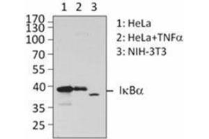 Western Blotting (WB) image for anti-IB-alpha antibody (ABIN2665062) (IB-alpha anticorps)