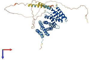 AlphaFold protein structure predicition of Human Recombinant RRP1 Protein, UniprotID P56182