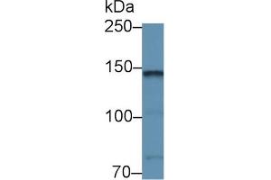 Western blot analysis of Mouse Cerebellum lysate, using Rabbit Anti-Mouse CNTN2 Antibody (1 µg/ml) and HRP-conjugated Goat Anti-Rabbit antibody (abx400043, 0. (CNTN2 anticorps  (AA 802-1008))