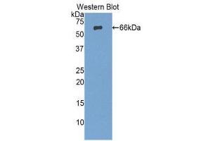 Western Blotting (WB) image for anti-Protease, serine, 8 (PRSS8) (AA 30-339) antibody (ABIN1860328) (PRSS8 anticorps  (AA 30-339))